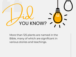 Did you know 11