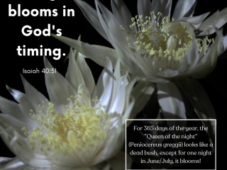 Strength blooms in gods timing